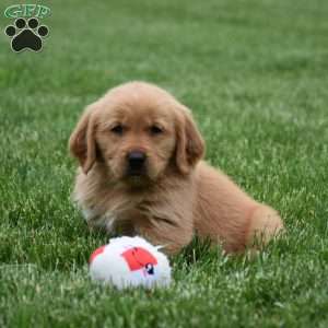 Malibu, Golden Retriever Puppy